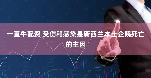 一直牛配资 受伤和感染是新西兰本土企鹅死亡的主因